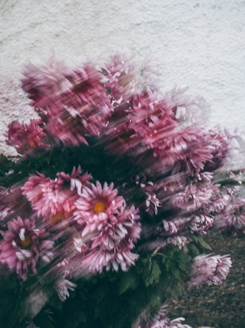 Imagine de stoc gratuită din blur, buchet de flori, cap de floare