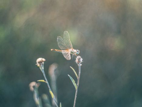 An Insect Perching on a Wildflower 