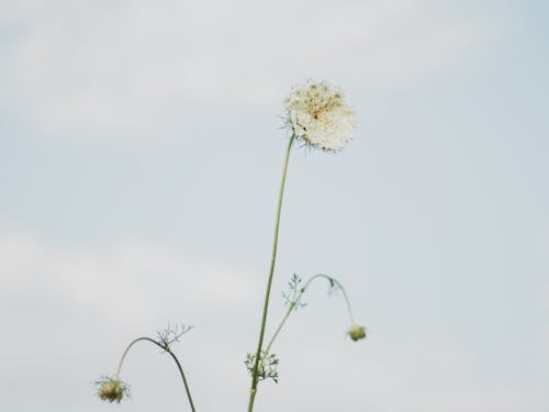 White Dandelion Flower Under White Sky