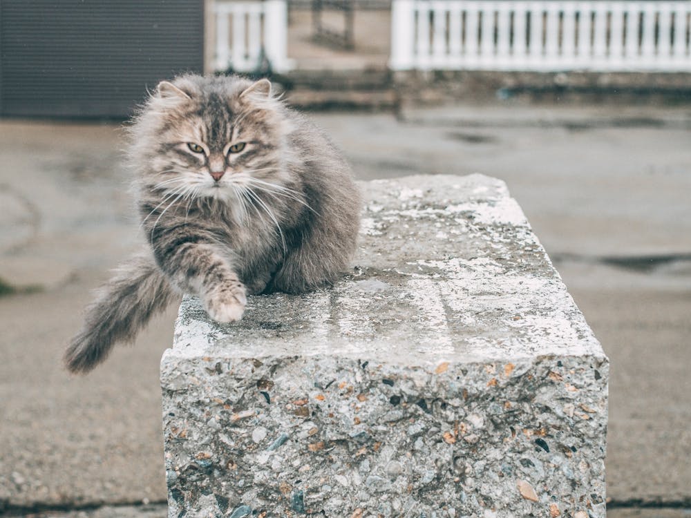 Безкоштовне стокове фото на тему «бродячий кіт, вуса, дика кішка»