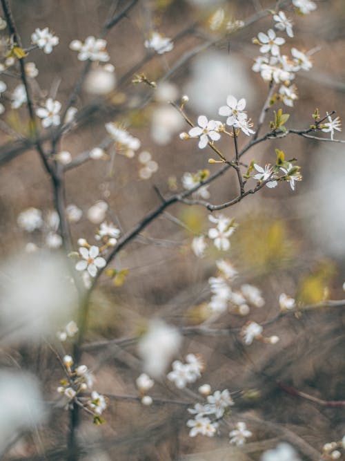 Photos gratuites de arbre, branche, brillant