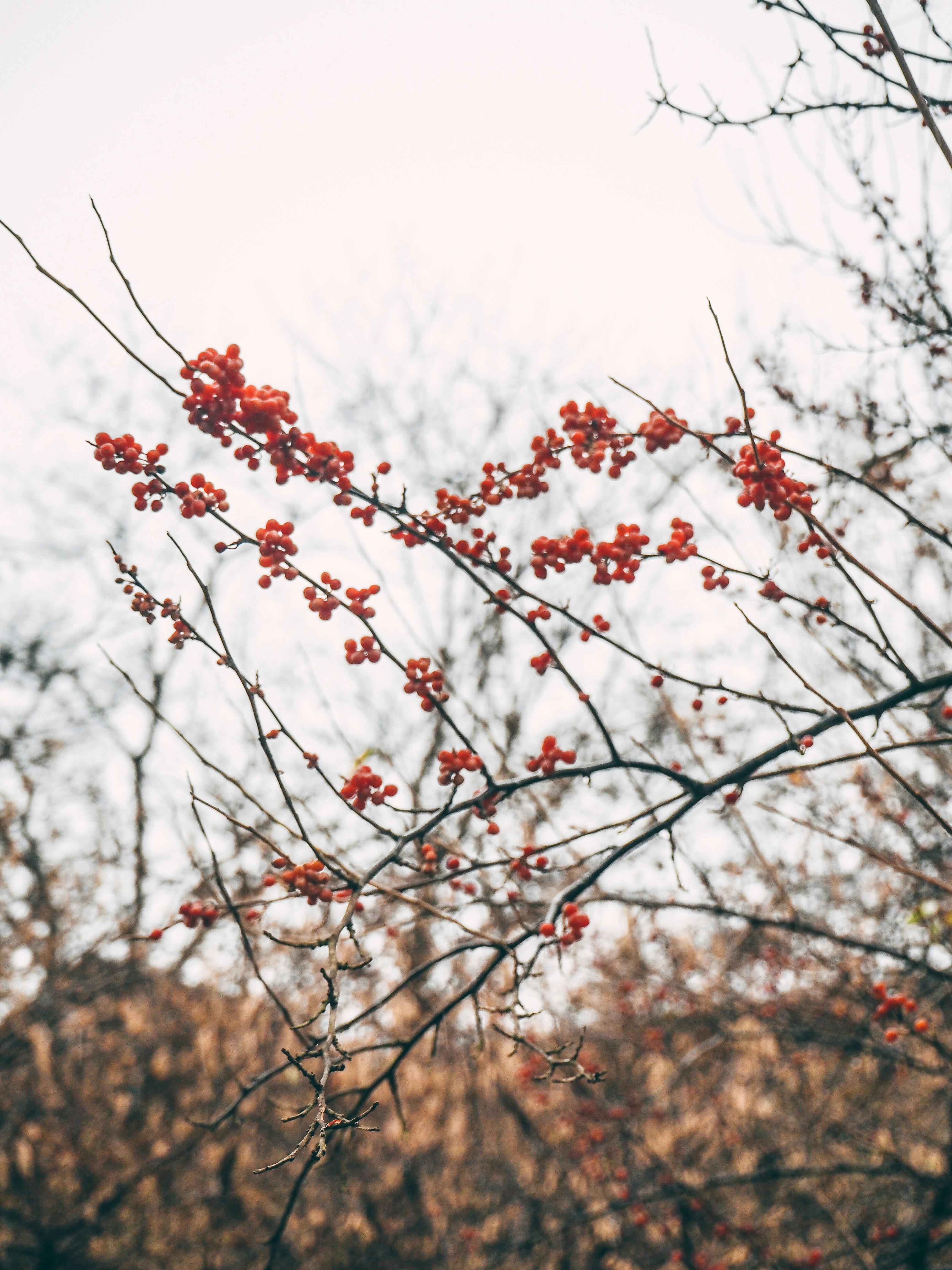 Close-up of vivid red berries on bare branches, signaling winter's arrival.