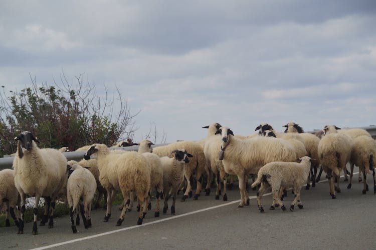 Sheep Herd Walking On Road