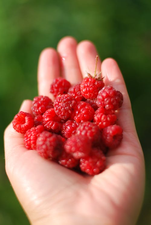A Person Holding Red Raspberry Fruits