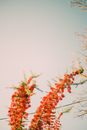 Orange Inflorescence on White Background