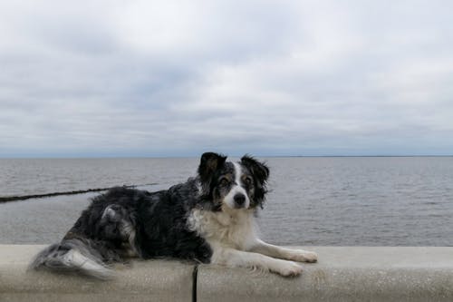 Free Border Collie resting in a Concrete Surface  Stock Photo