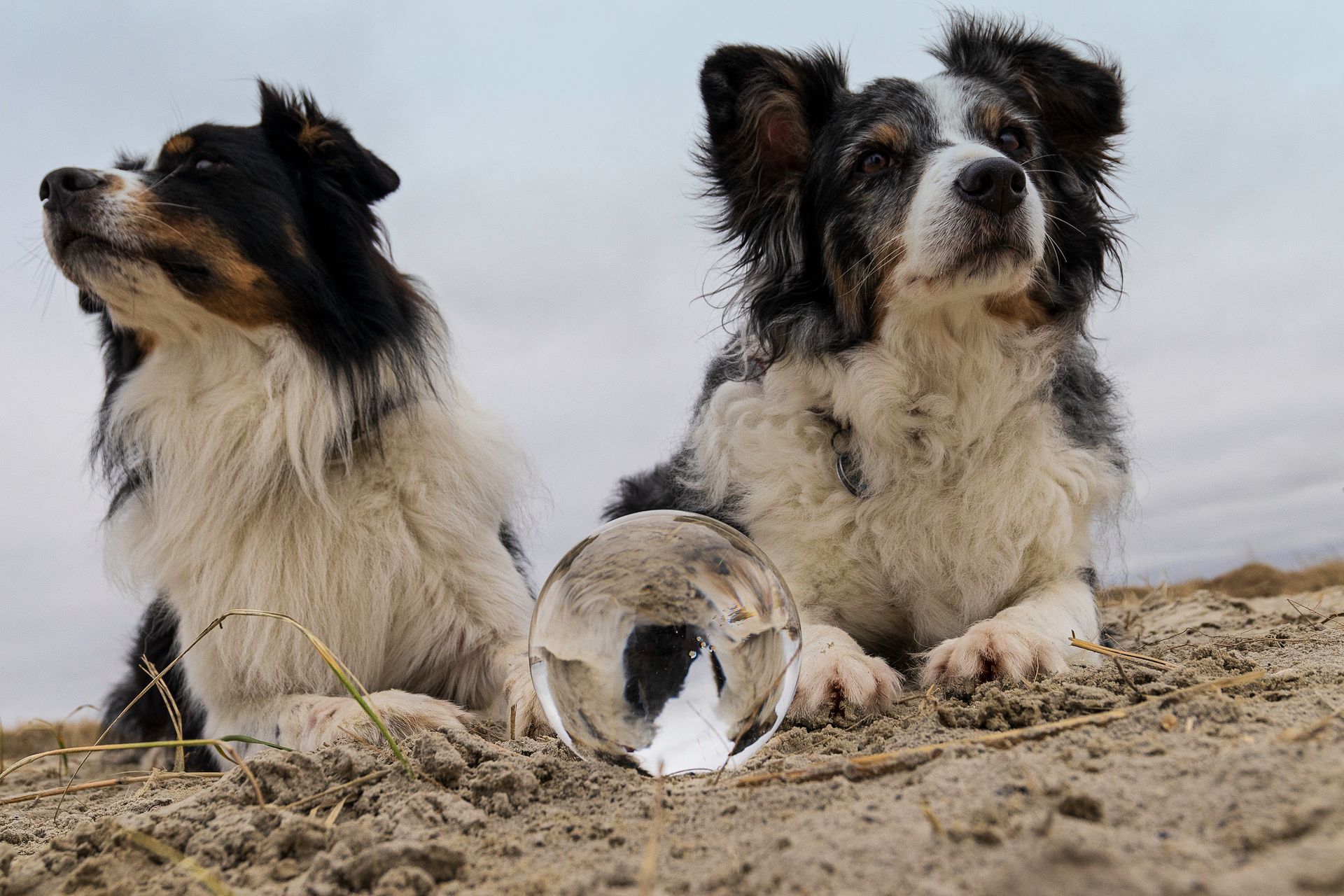 Low Angle Shot of Two Border Collies
