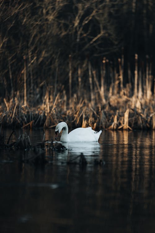 Mute Swan on the Water