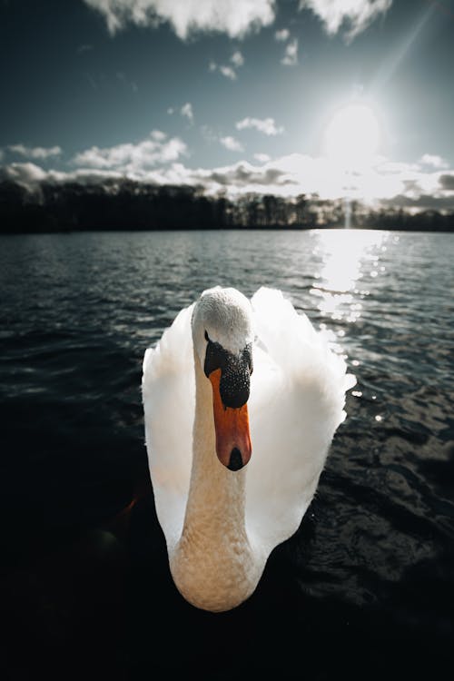Close-Up Shot of a Mute Swan 
