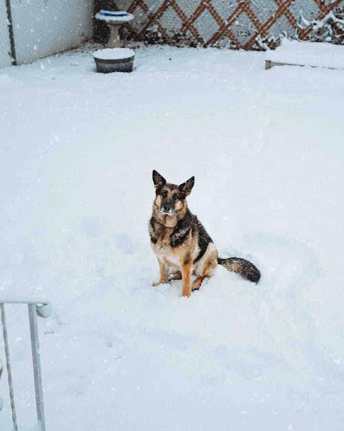 Darmowe zdjęcie z galerii z owczarek niemiecki, pies, śnieg