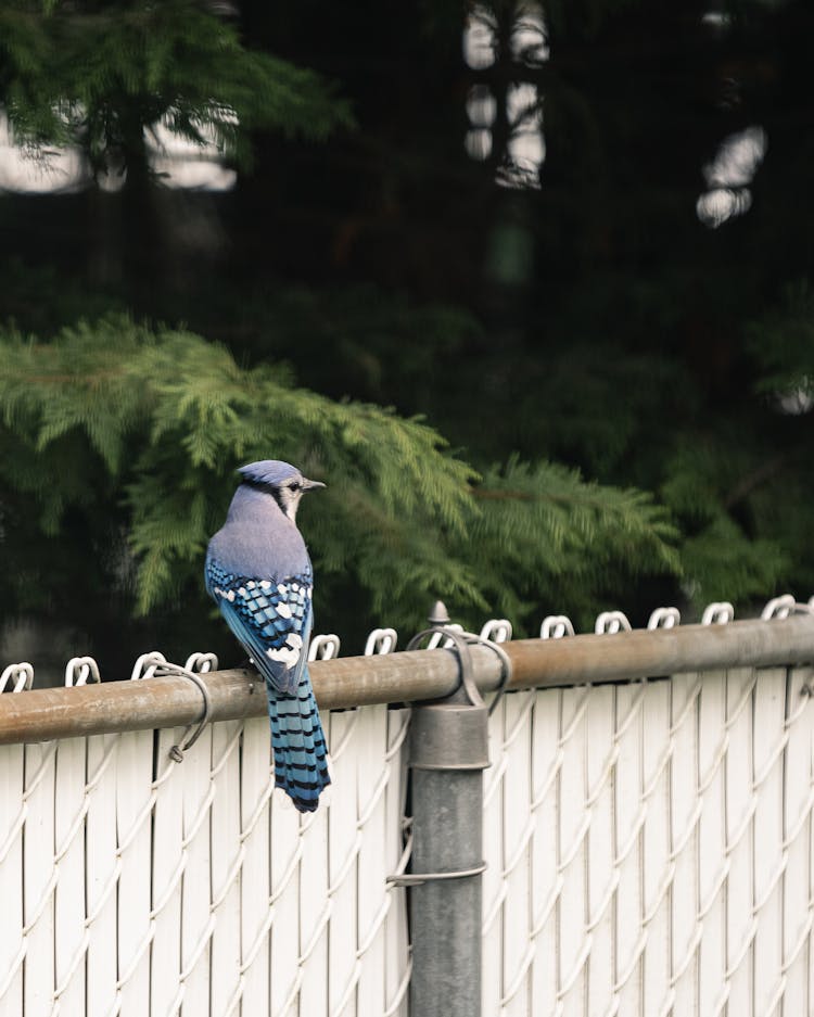 A Blue Jay Perched On A Fence 