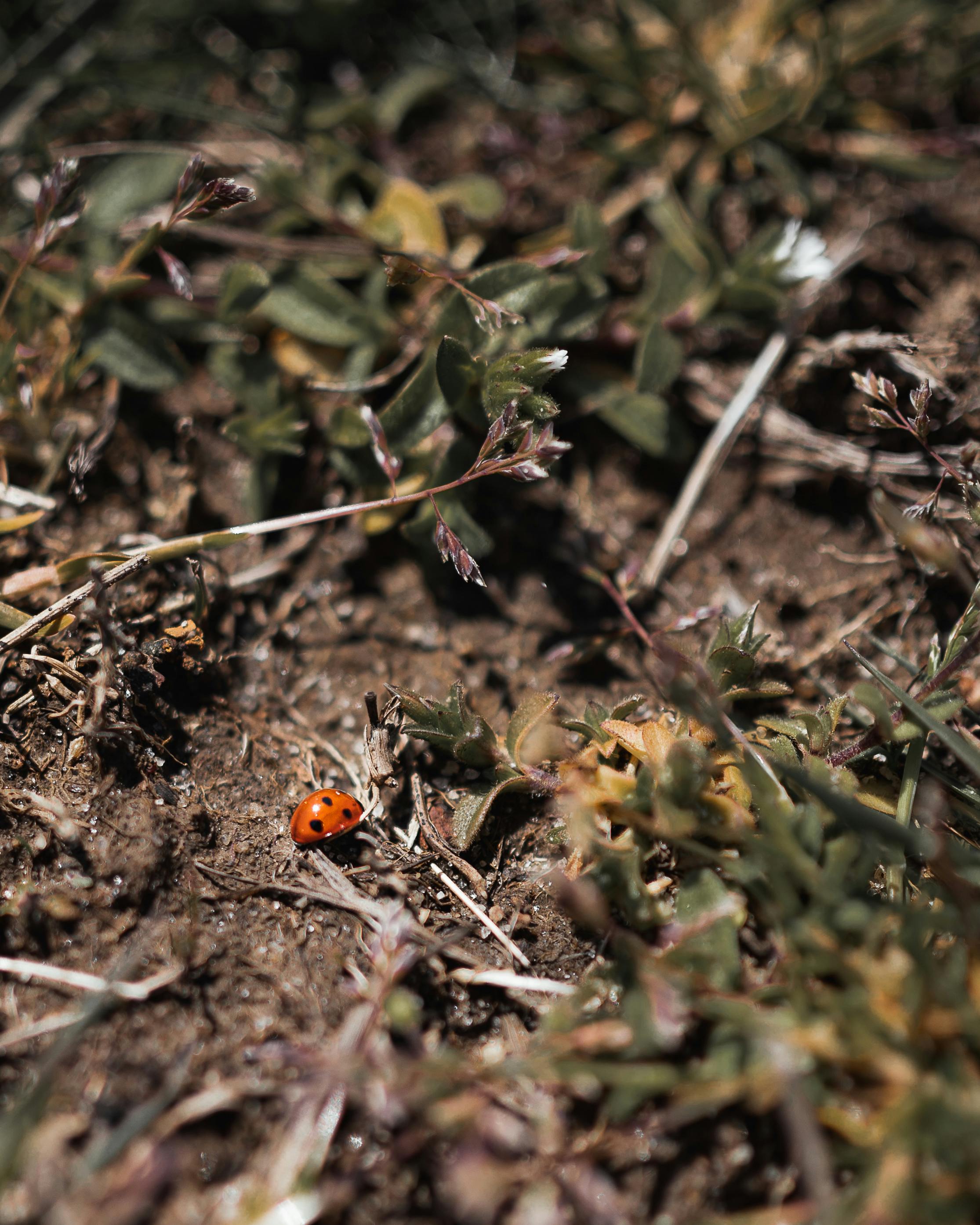 lady bug on the ground