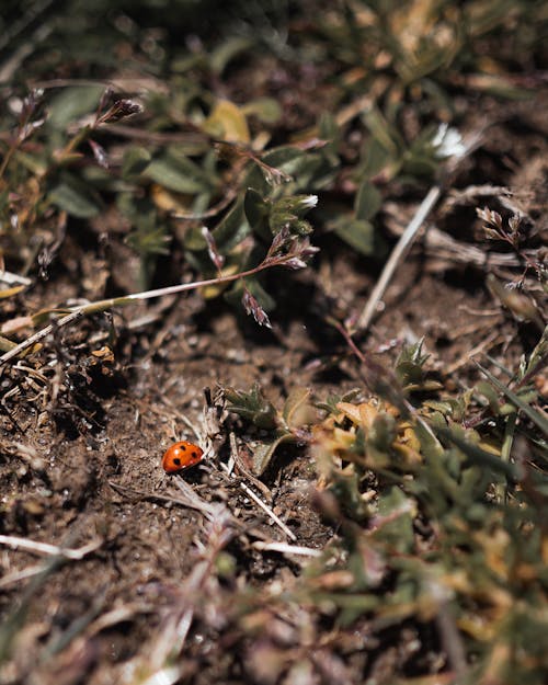 Darmowe zdjęcie z galerii z lady bug, owad, pionowy strzał