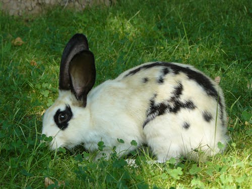 Foto stok gratis kelinci, kelinci putih, rumput hijau
