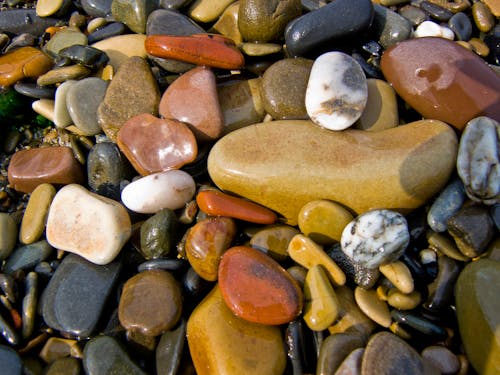 Foto stok gratis batu, kerang laut, laut