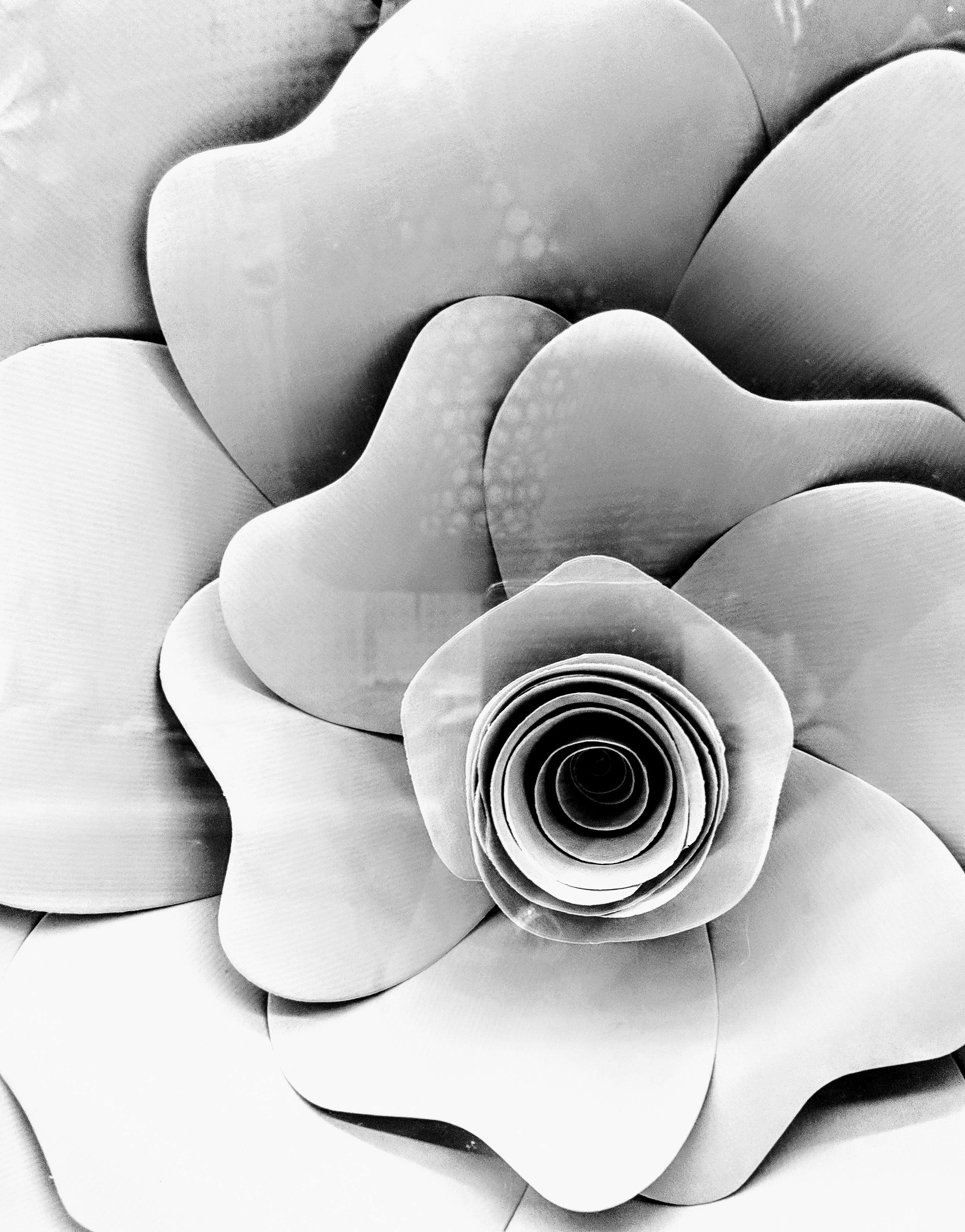 Free stock photo of Black and white flower, close up