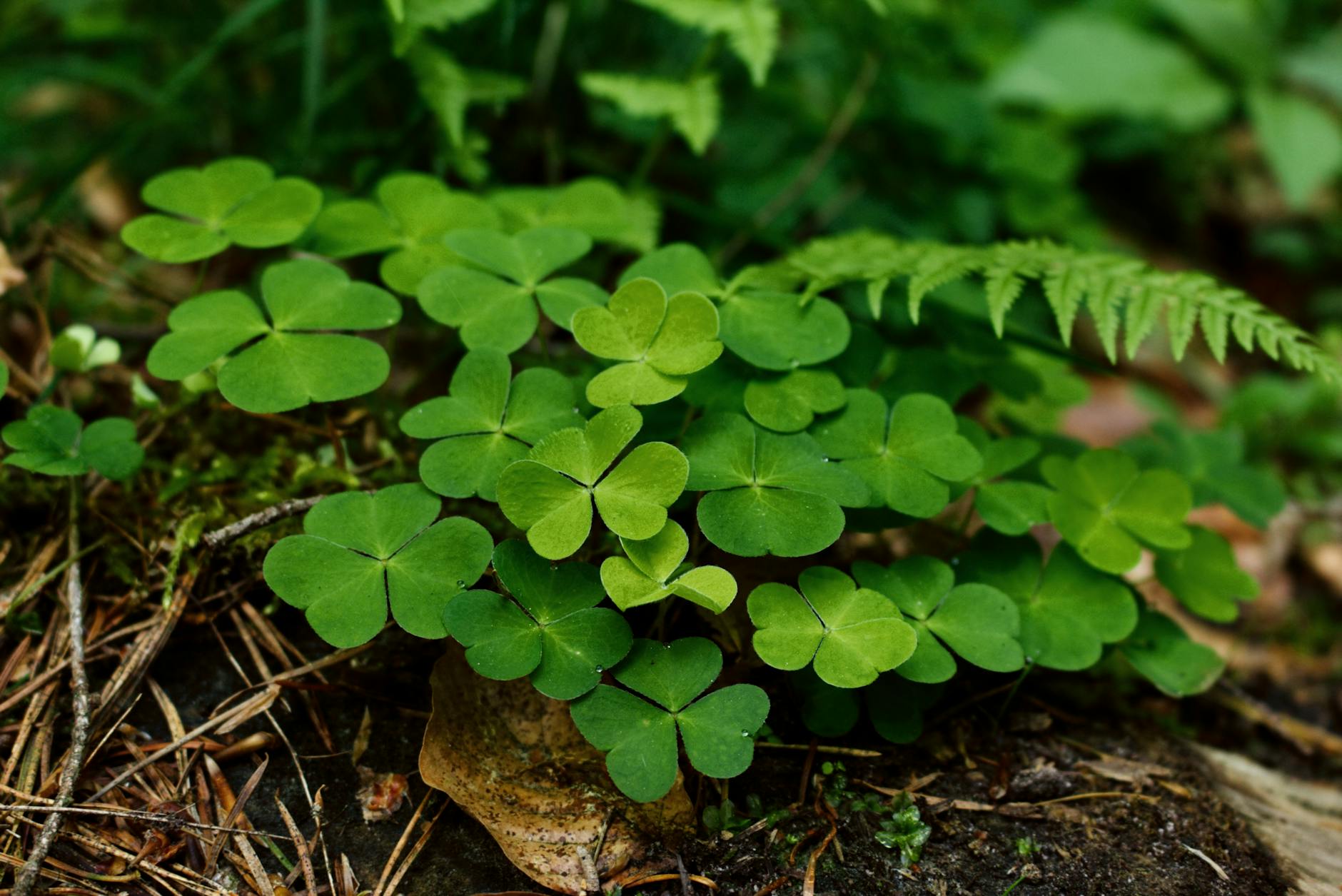 Clover | 63 Amazing Pest And Insect Repellent For Plants You Should Know