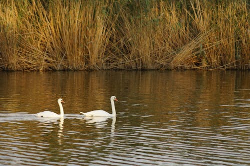 Free stock photo of brown grass, riverside, swans