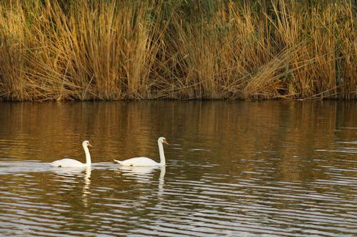 Fotos de stock gratuitas de cesped alto, cisnes, hierba marrón