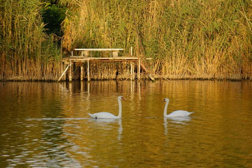 小川, 川岸, 白鳥の無料の写真素材