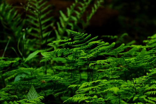 免費 蕨類植物的選擇性聚焦攝影 圖庫相片