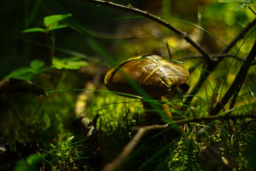 棕色蘑菇的浅焦点摄影