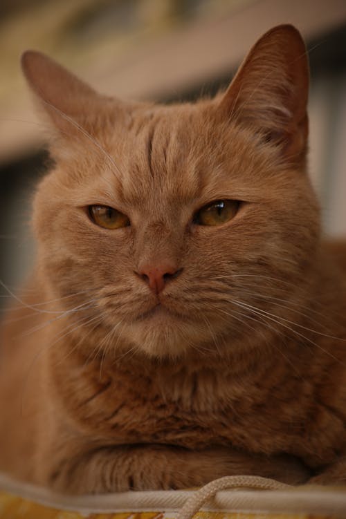 Free stock photo of big cat, domestic cats, redhead