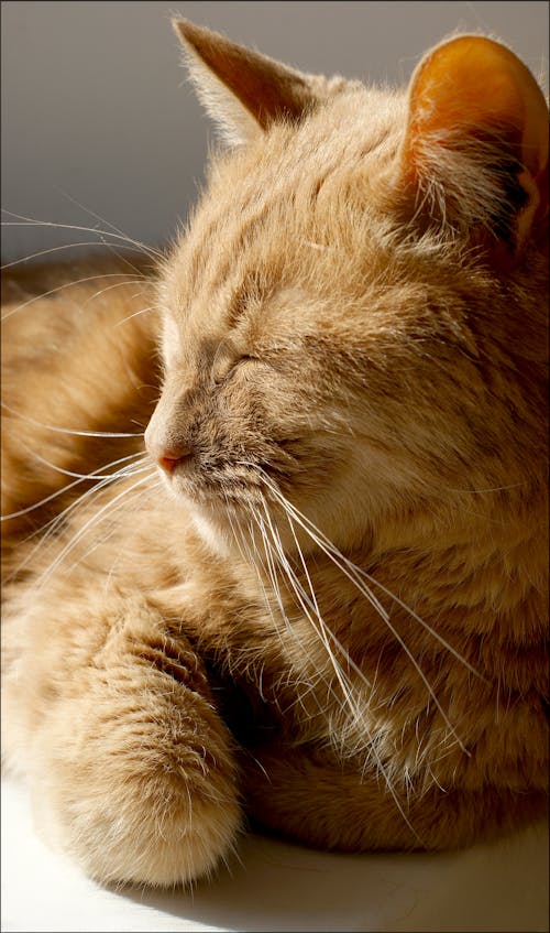 Close-Up Shot of an Orange Cat