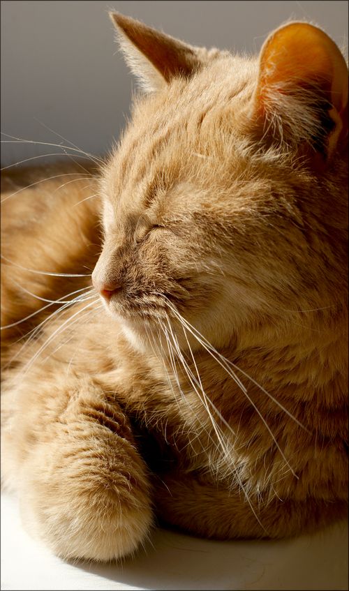 Free Peaceful orange tabby cat resting in sunlight, showcasing a cozy demeanor. Stock Photo