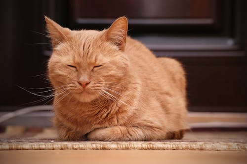 Orange Tabby Cat in Close Up Shot