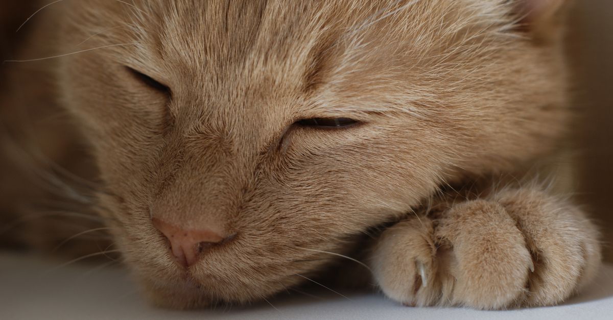 Close-up portrait of an orange tabby cat peacefully sleeping, showcasing its serene and tranquil nature. - Evidence evidence guide for ginger sleep meta-analysis
