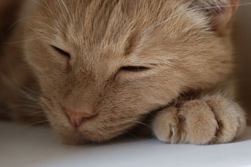 Free Close-up portrait of an orange tabby cat peacefully sleeping, showcasing its serene and tranquil nature. Stock Photo