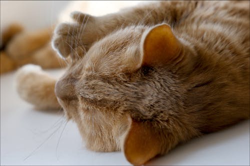 オレンジ色の猫, ペット, ペットの写真の無料の写真素材