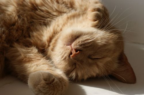 Free Close-up of a ginger tabby cat sleeping peacefully in warm sunlight, enjoying a relaxed moment indoors. Stock Photo