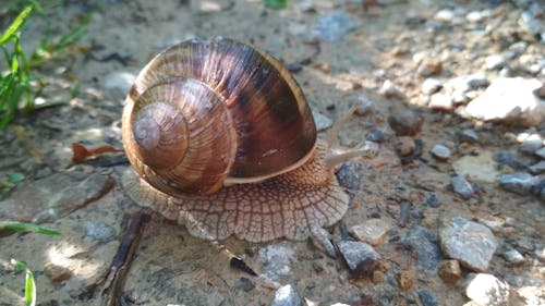 Free stock photo of animal, beauty, snail
