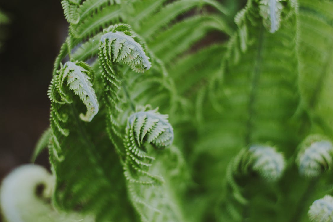 Green Leafed Plant