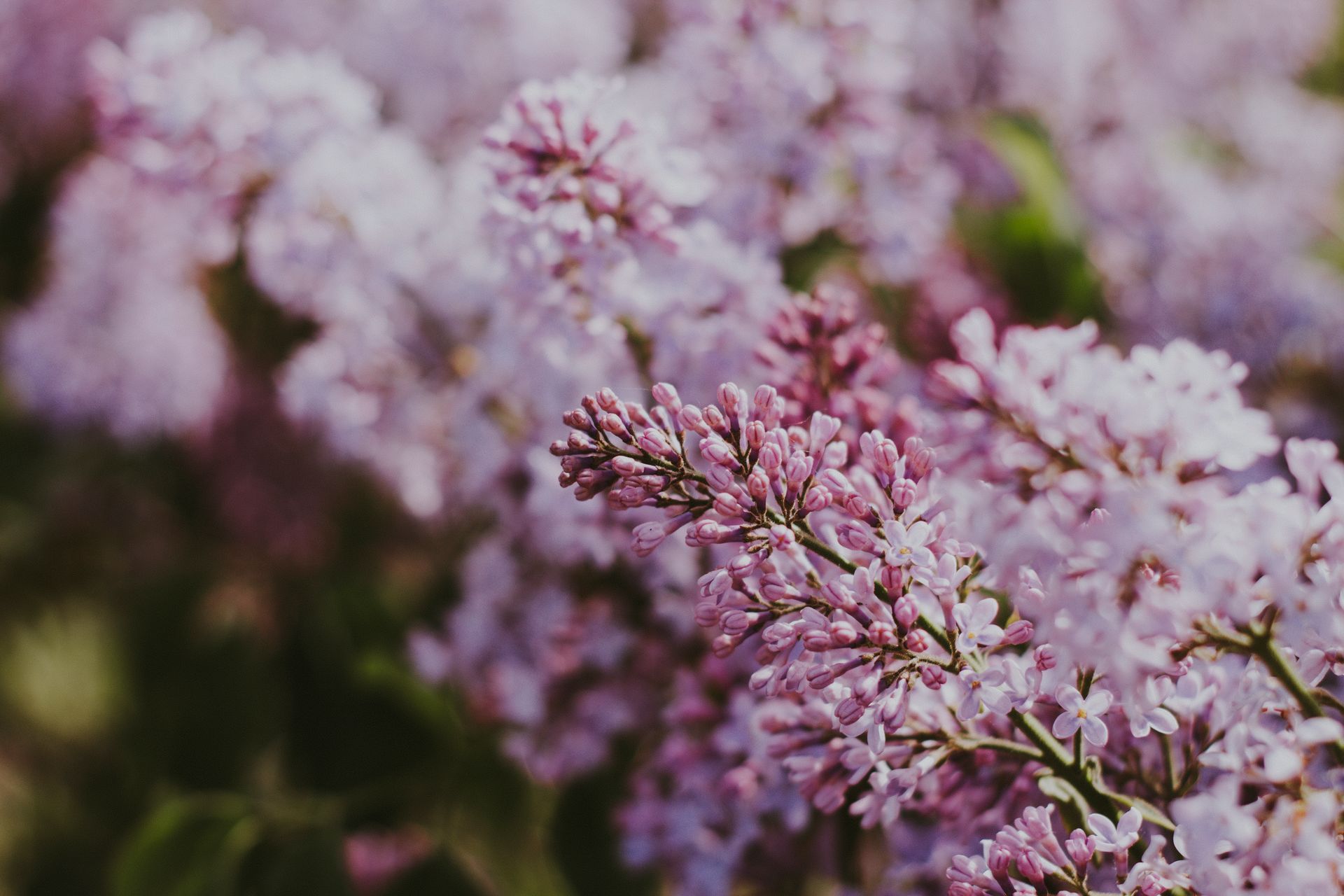 A beautiful close-up of pink and purple lilac blossoms in full bloom, showcasing nature's spring beauty.