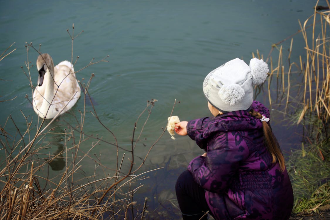니트 모자, 먹이, 물 연못의 무료 스톡 사진