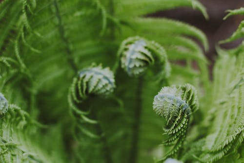 免费 绿色蕨类植物的特写摄影 素材图片