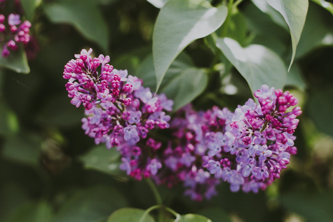 Fotografía De Enfoque Selectivo De Flores Lilas Púrpuras