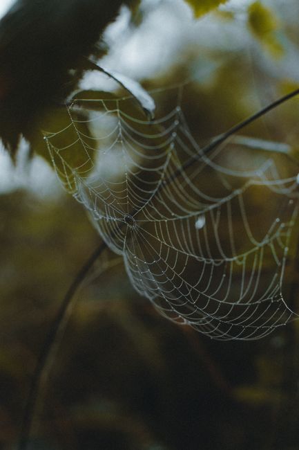 A detailed spiderweb draped across plants in a calm forest, highlighting nature's beauty.