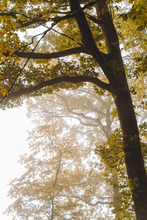 Free Captivating view of oak trees in a misty forest during autumn, highlighting golden leaves. Stock Photo