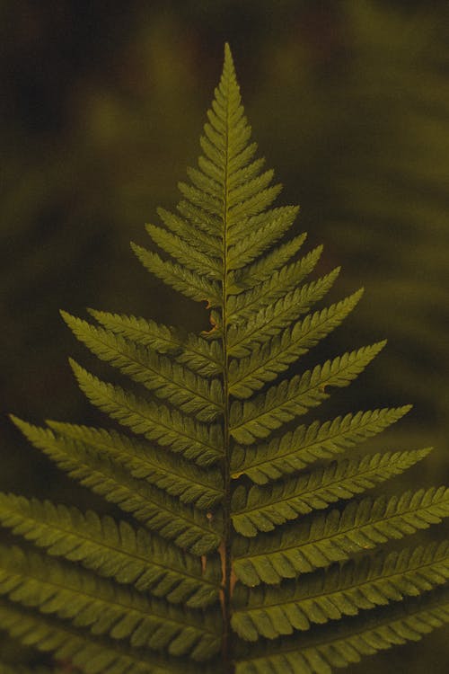 Leaf of Fern Plant 