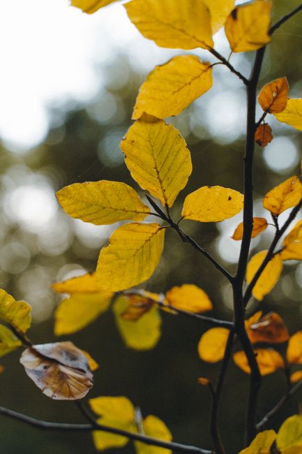 Vibrant yellow autumn leaves in focus with a serene bokeh background, capturing fall's essence.