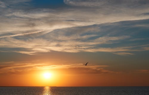 Fotos de stock gratuitas de cielo impresionante, Gaviota, horizonte sobre el agua