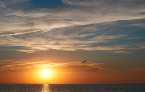 Kostnadsfri bild av avslappning, dramatisk himmel, fiskmås