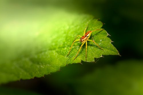 Fotobanka s bezplatnými fotkami na tému list, makrofotografia, pavúk