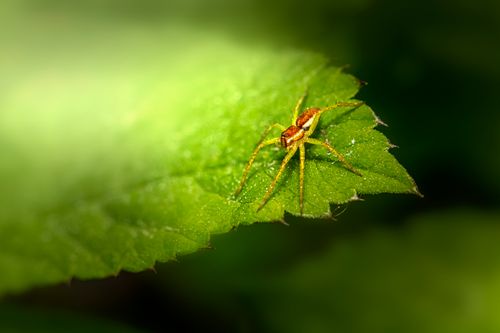 Free Close-up of a spider on a vibrant green leaf, showcasing intricate details. Stock Photo