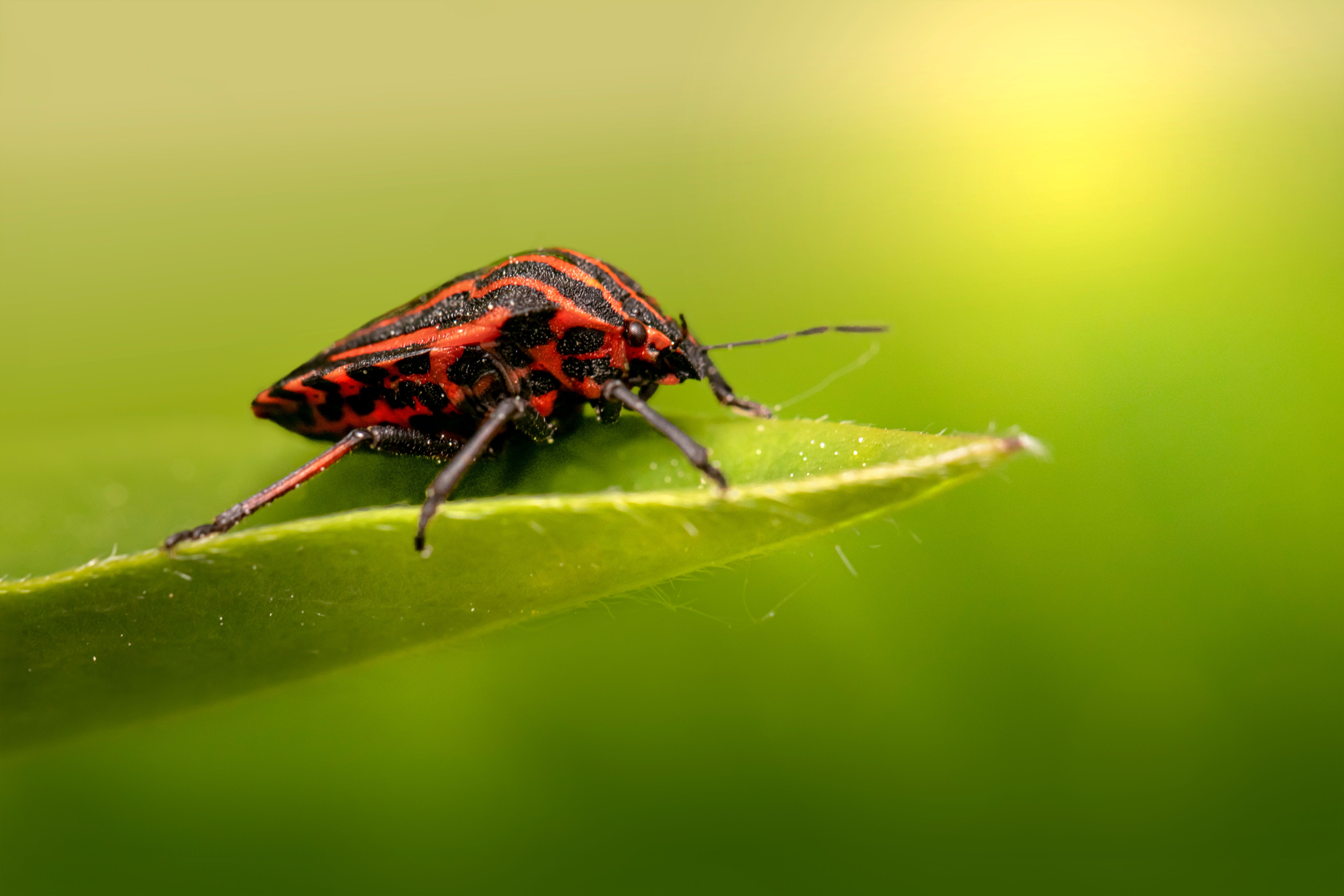 Black and Brown Insect · Free Stock Photo