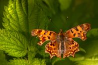 Brown and Black Butterfly on Green Leaf